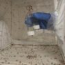 Kembangkan Nyamuk Rekayasa Perangi Malaria