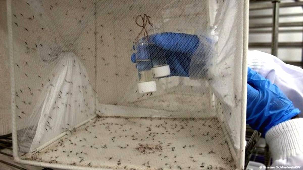 Kembangkan Nyamuk Rekayasa Perangi Malaria