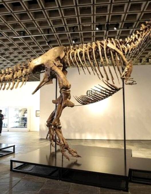 Kerangka T Rex "Gus" Terjual Rp 900 M