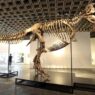 Kerangka T Rex "Gus" Terjual Rp 900 M