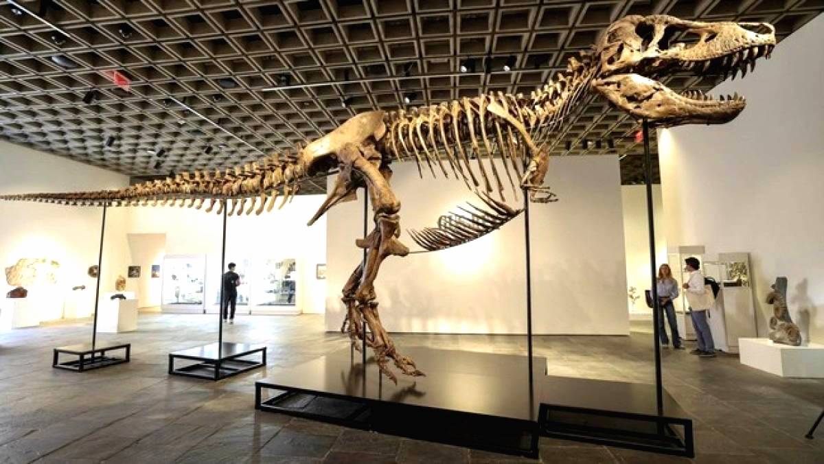 Kerangka T Rex "Gus" Terjual Rp 900 M