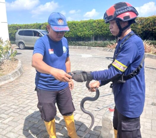 King Cobra Terjebak di Area RSU Priscilla