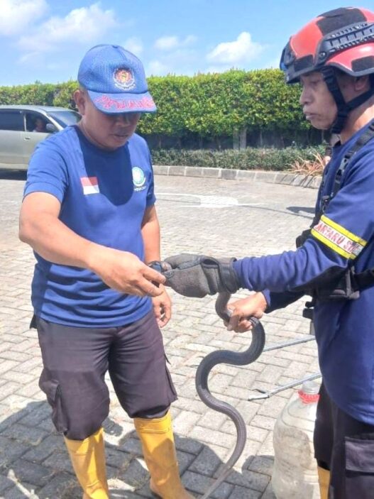 King Cobra Terjebak di Area RSU Priscilla