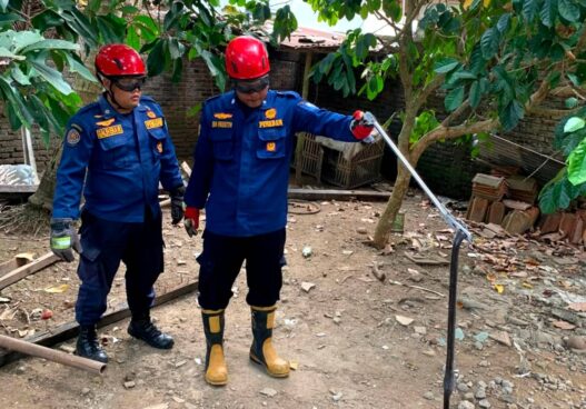 Kobra Masuk Permukiman di Kemangkon