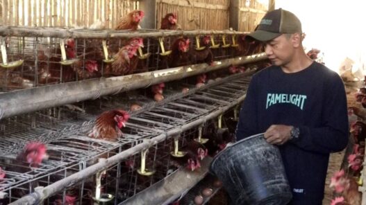 Libur MBG, Harga Telur Merosot