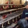 Libur MBG, Harga Telur Merosot