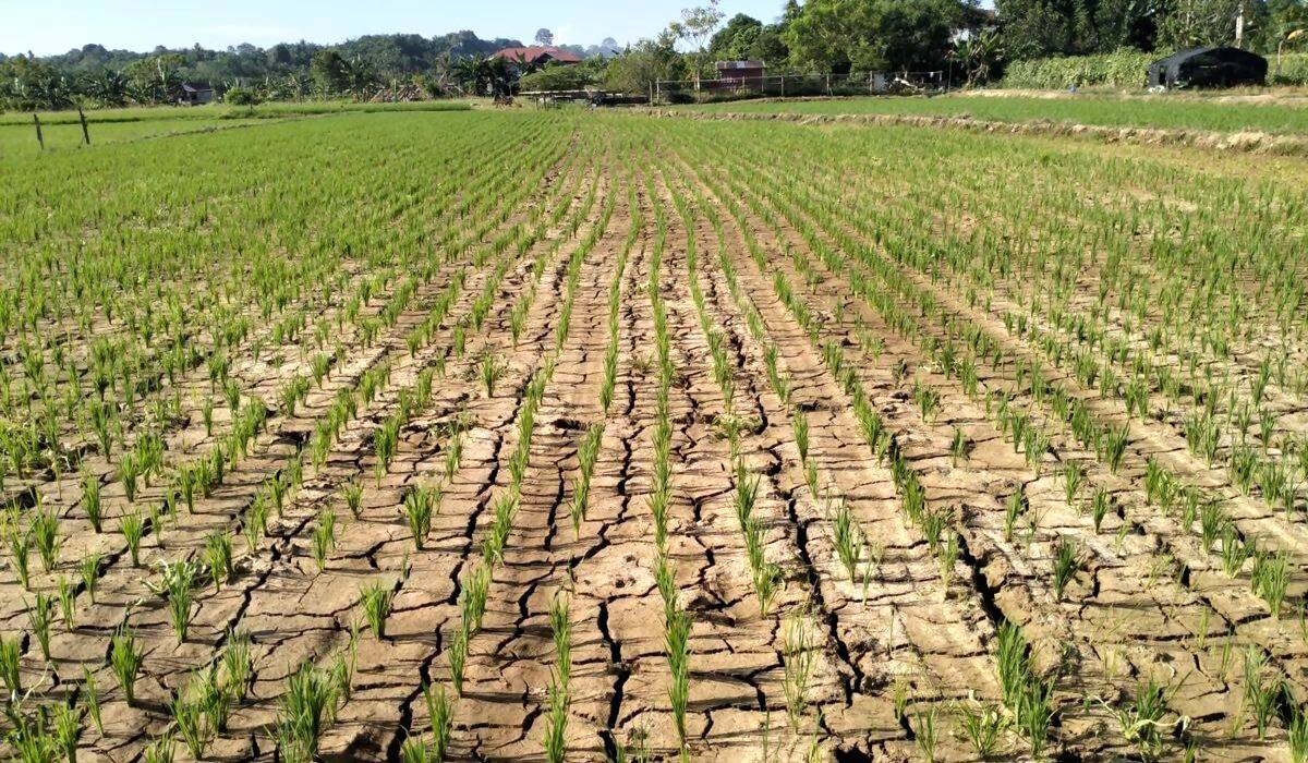 Musim Kemarau di Indonesia