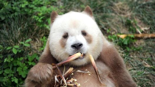 Panda Cokelat Jadi Simbol Konservasi