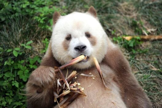 Panda Cokelat Jadi Simbol Konservasi