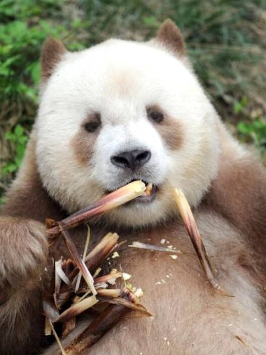 Panda Cokelat Jadi Simbol Konservasi