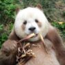 Panda Cokelat Jadi Simbol Konservasi