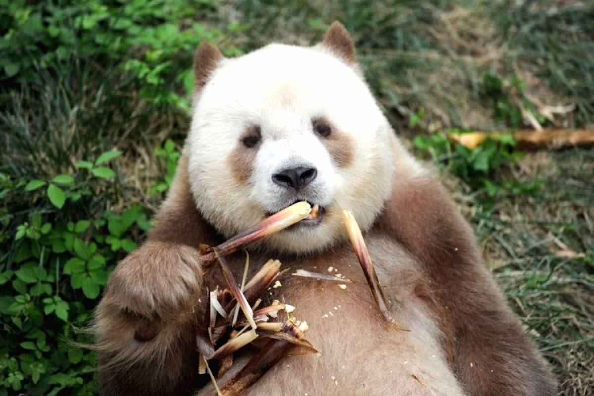 Panda Cokelat Jadi Simbol Konservasi