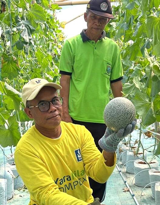 Panen Ludes dalam Tiga Hari