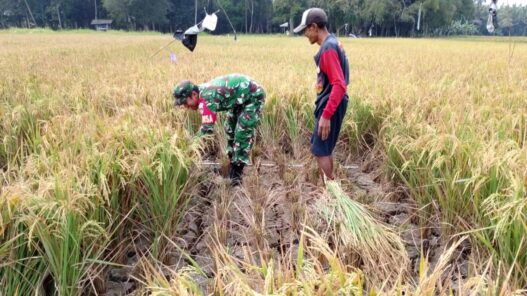 Panen Padi Nusadadi Turun 20 Persen
