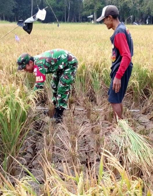 Panen Padi Nusadadi Turun 20 Persen