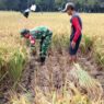 Panen Padi Nusadadi Turun 20 Persen