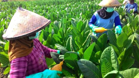 Pembahasan Batas Nikotin dan Tar Ditunda
