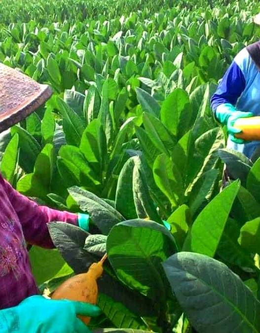 Pembahasan Batas Nikotin dan Tar Ditunda
