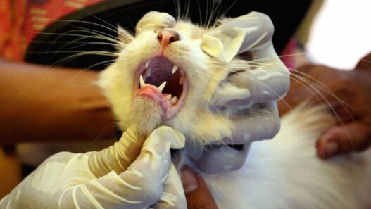 Penanganan Rabies