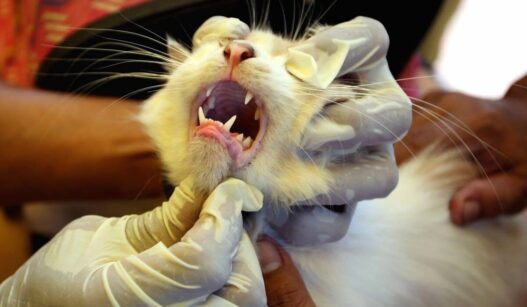 Penanganan Rabies