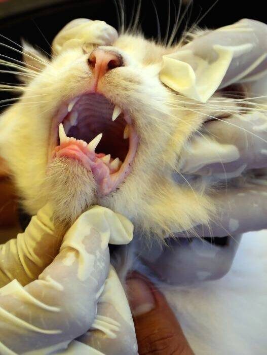 Penanganan Rabies