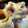 Penanganan Rabies