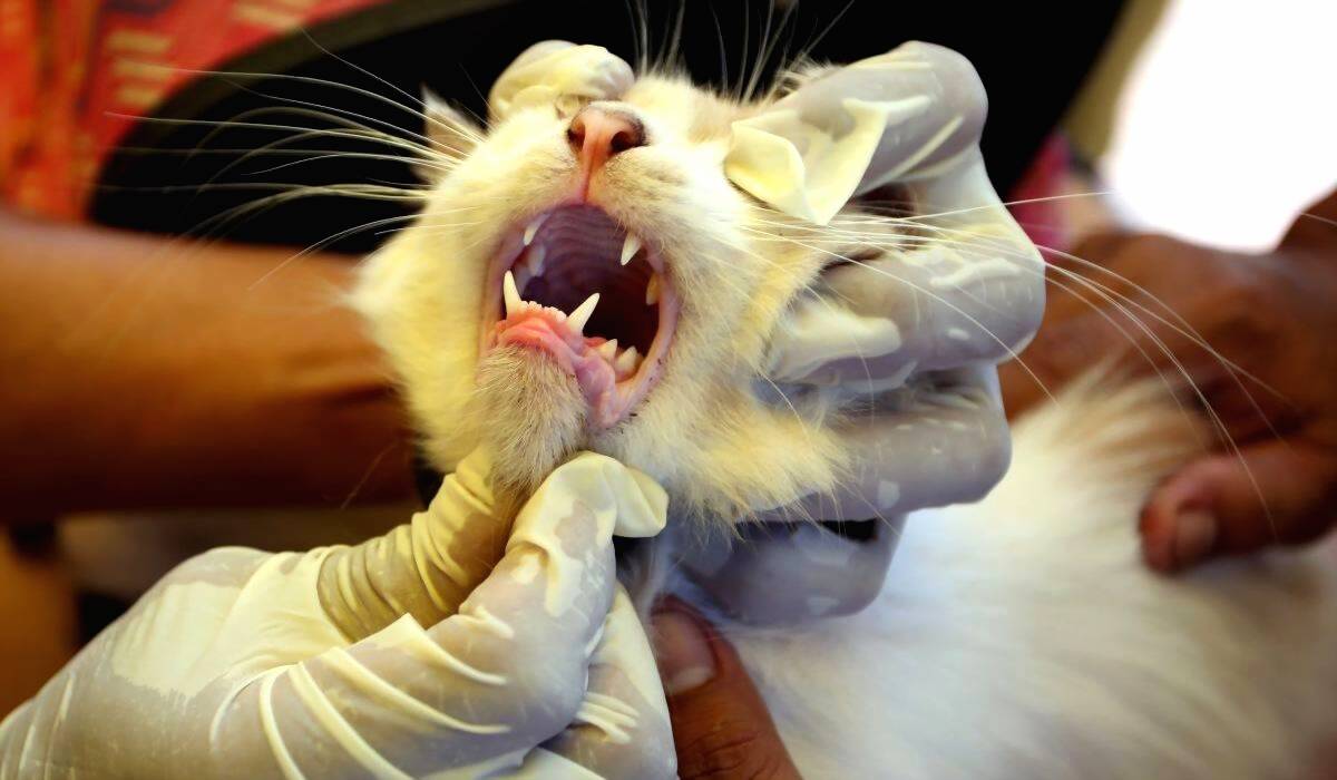 Penanganan Rabies