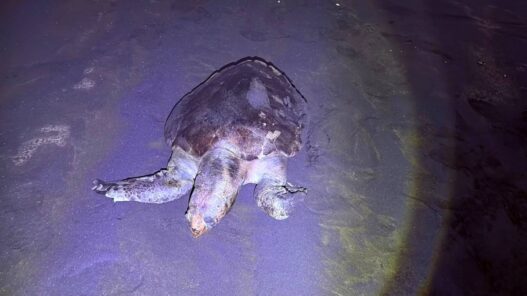 Penyu Lekang Mati di Pantai Wagir Indah