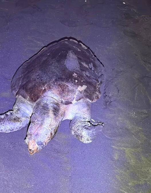 Penyu Lekang Mati di Pantai Wagir Indah