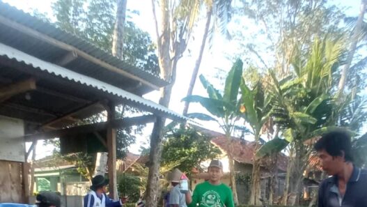 Petani Jatiluhur Gelar Gerdal Perdana Kacang Hijau