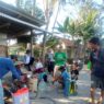 Petani Jatiluhur Gelar Gerdal Perdana Kacang Hijau