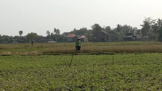 Petani Mulai Tanam Kacang Hijau