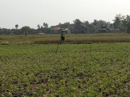 Petani Mulai Tanam Kacang Hijau