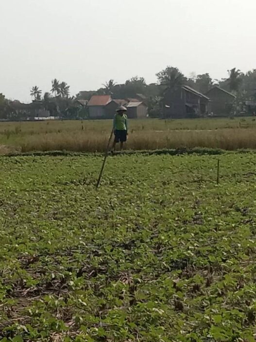 Petani Mulai Tanam Kacang Hijau