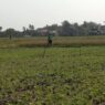 Petani Mulai Tanam Kacang Hijau
