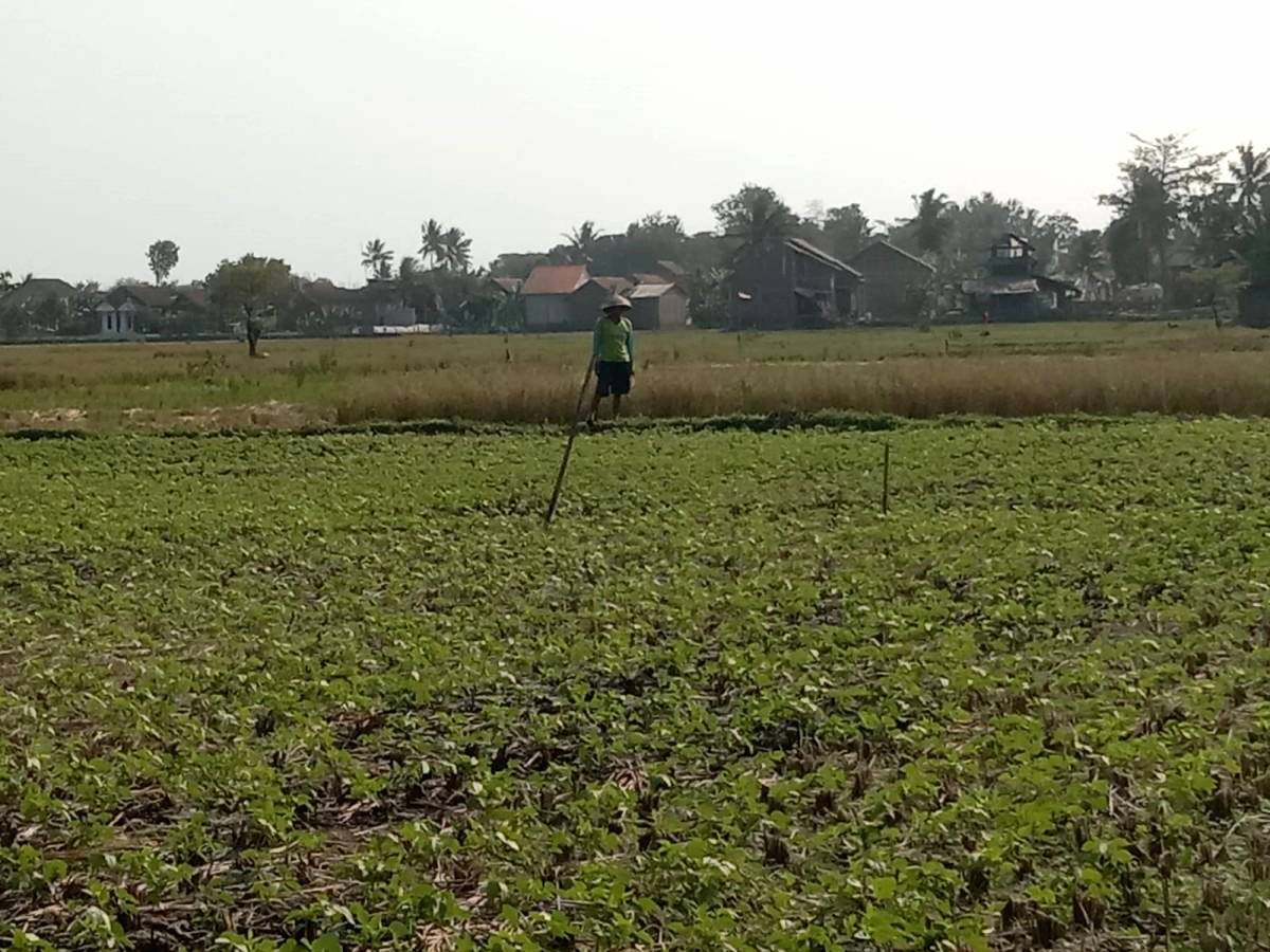 Petani Mulai Tanam Kacang Hijau