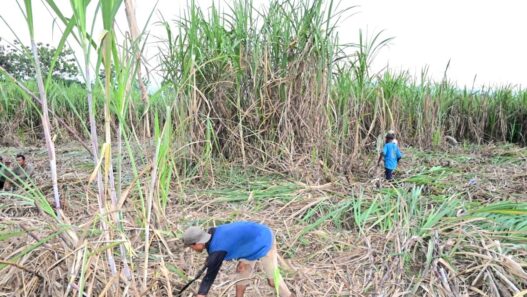 Pria Meninggal di Atas Pohon Kelapa