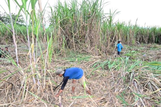 Pria Meninggal di Atas Pohon Kelapa