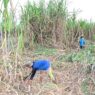 Pria Meninggal di Atas Pohon Kelapa