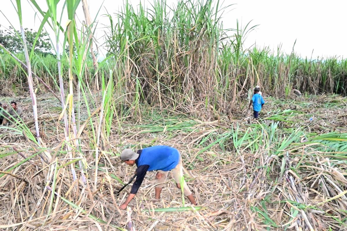 Pria Meninggal di Atas Pohon Kelapa