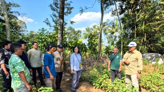 Produksi Minyak Nilam Tembus 95,9 Ton