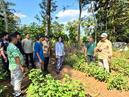 Produksi Minyak Nilam Tembus 95,9 Ton