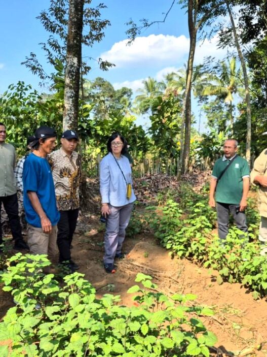 Produksi Minyak Nilam Tembus 95,9 Ton