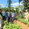 Produksi Minyak Nilam Tembus 95,9 Ton
