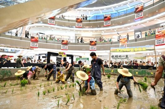 Sawah Muncul di Dalam Mall