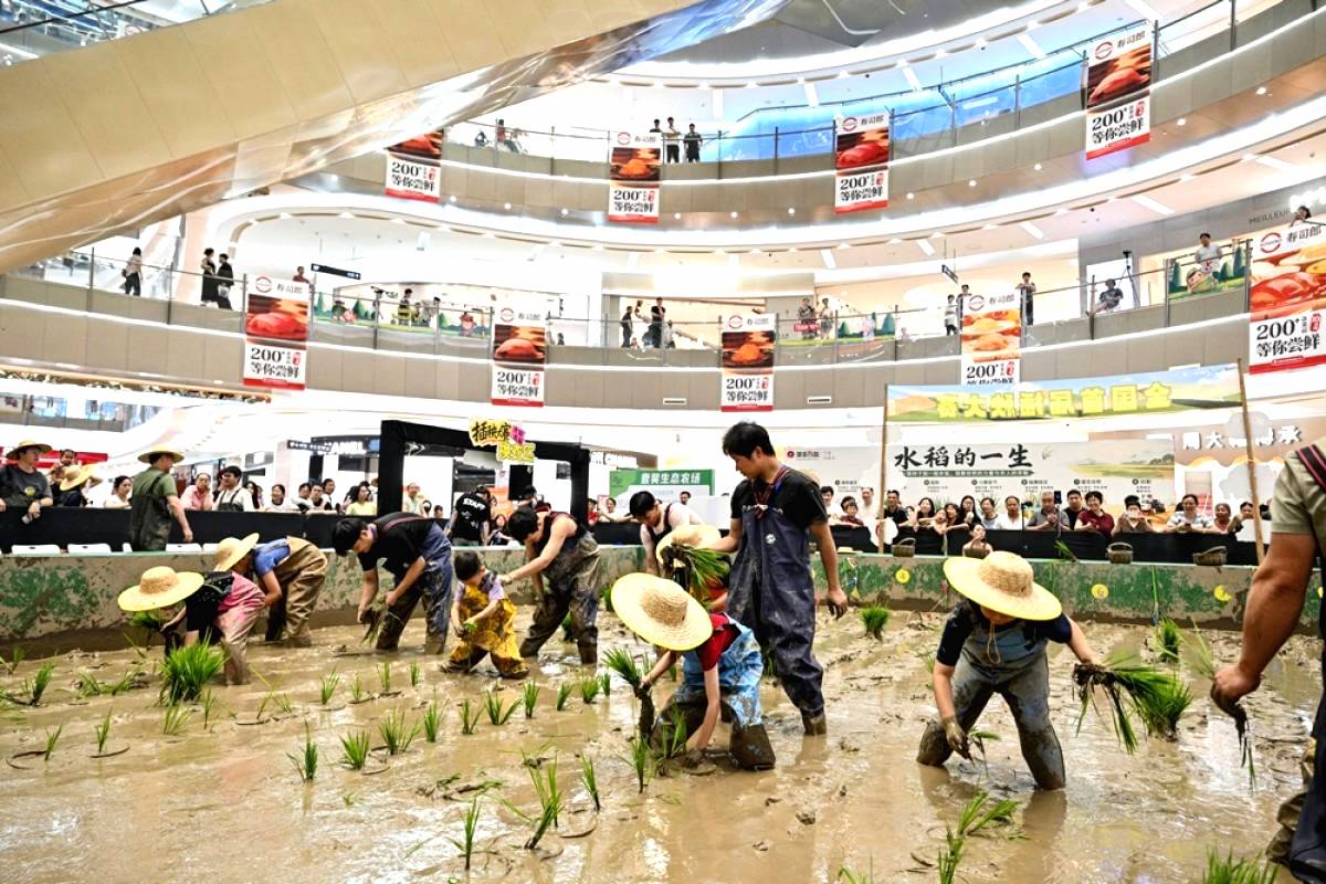 Sawah Muncul di Dalam Mall
