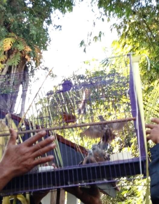Sedekah Bumi Disertai Pelepasliaran Satwa