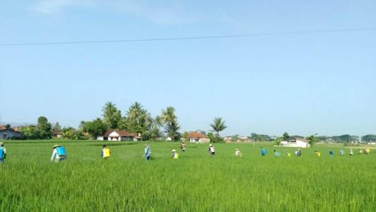 Serangan Wereng Turun hingga 50 Persen