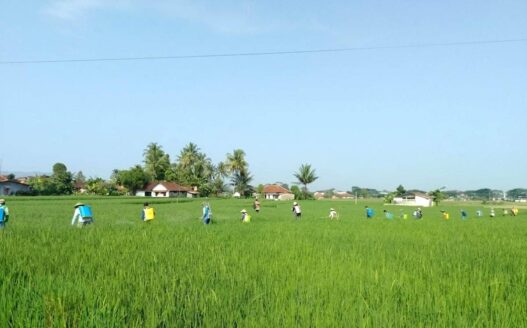 Serangan Wereng Turun hingga 50 Persen