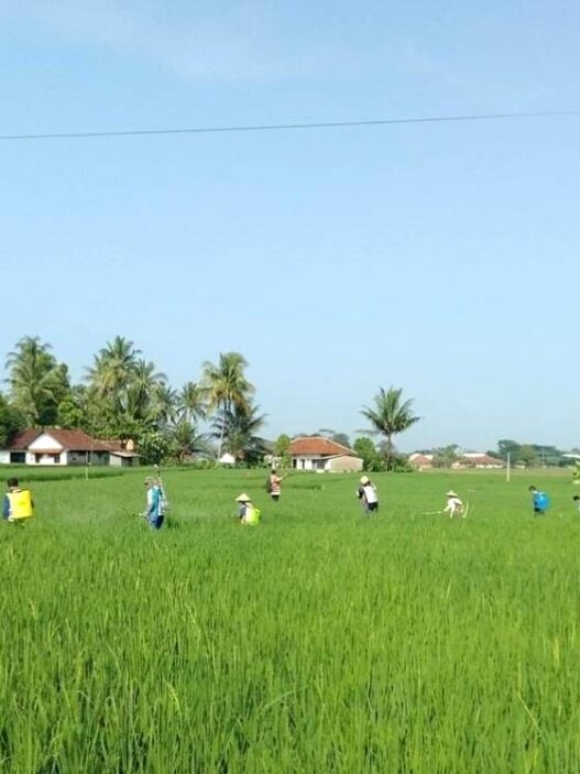 Serangan Wereng Turun hingga 50 Persen